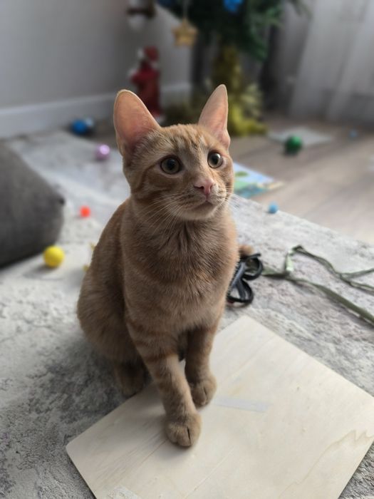 Отдам в добрые руки котика