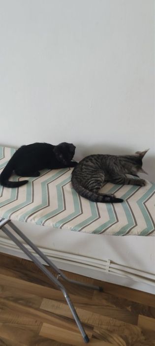 Dau două pisici spre adopție