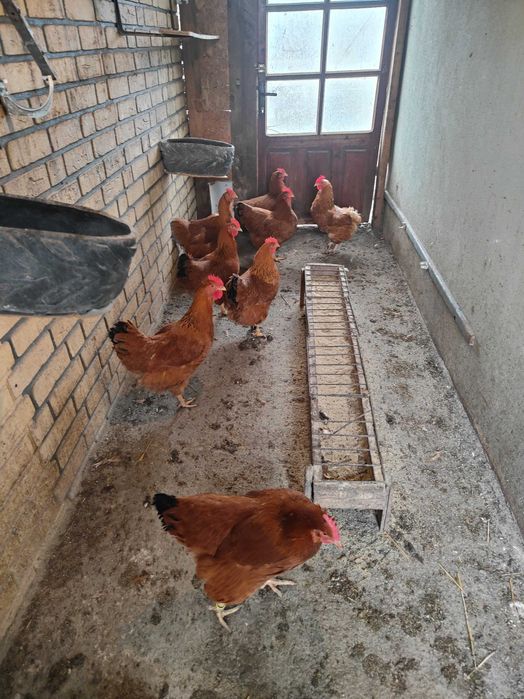 De vânzare găini New hampshire