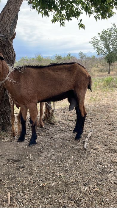 Сауын ешкі коз чешский