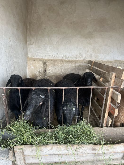 кошкарлар сатылади