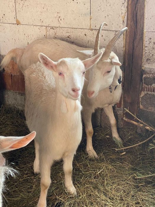 Vand capre foarte bune