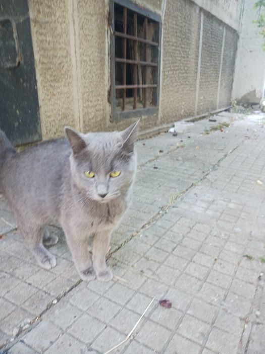 Подарявам коте  Руска синя на 8 месеца