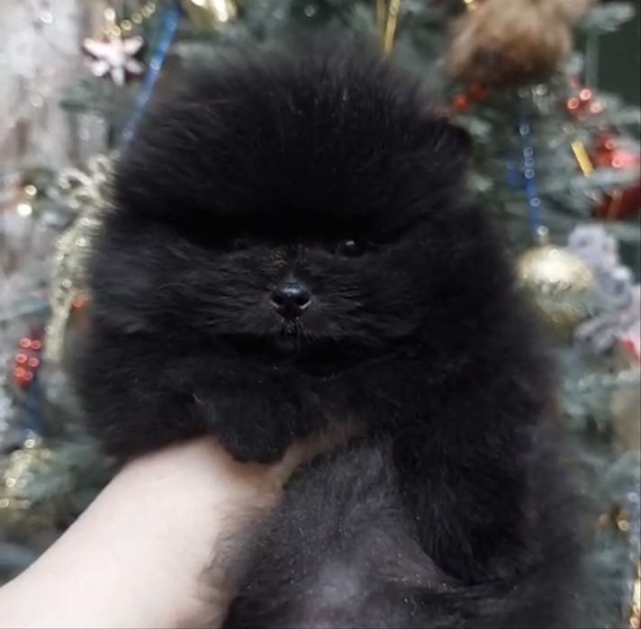 Щенок шпица девочка