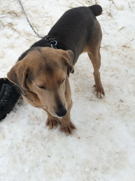 Câine  de vânătoare