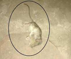 Дизинфекция дезинсекция дератизация От клопов, тараканов, мышей, мураш