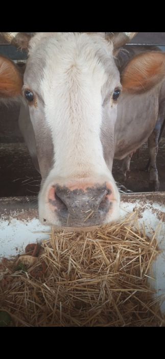 Корова,на продажу
