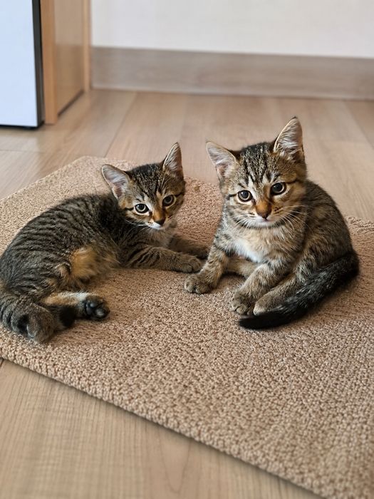 Отдам котят в добрые руки