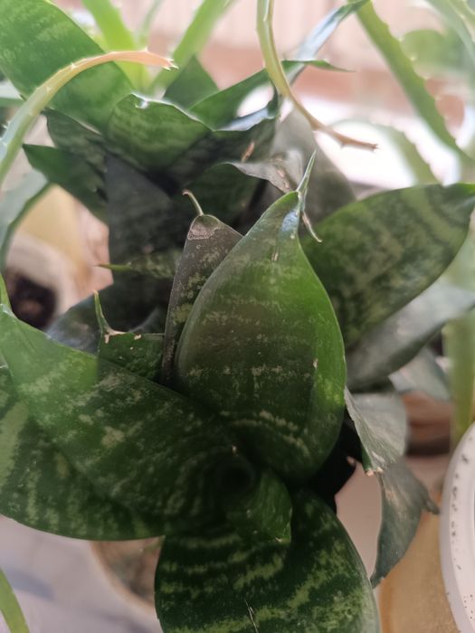 Продам комнатные растения