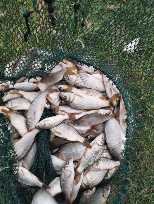 Баликлар тайёр боқиш учун Сазан Амур Даставка бор Рыби оптом