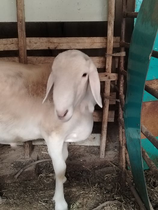 Qochqor sotiladi sog'lom Quloqlari