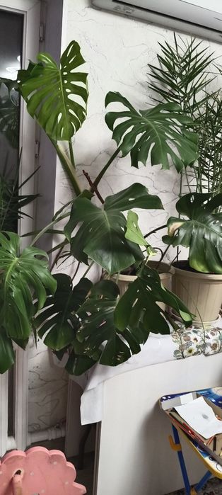 Монстера 3х летка