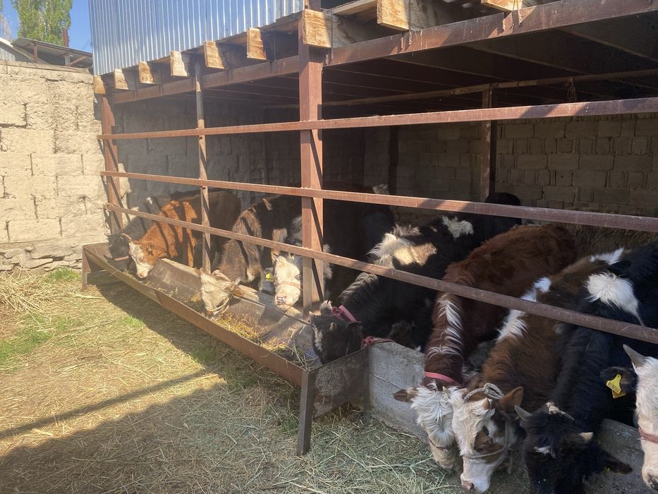 Продам бычки 7-8 ай