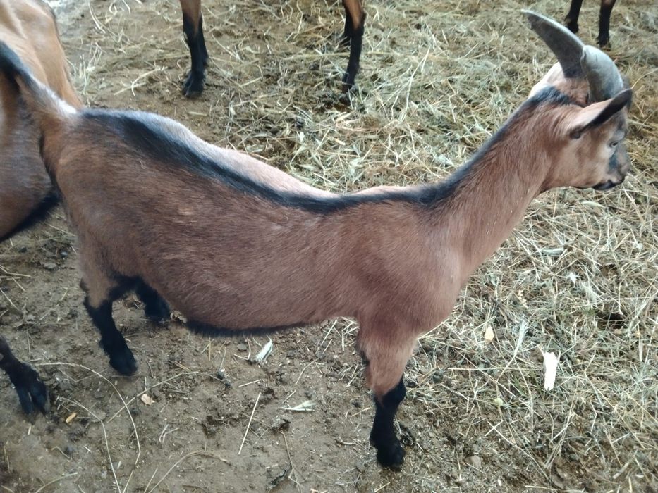 Țap alpină franceză