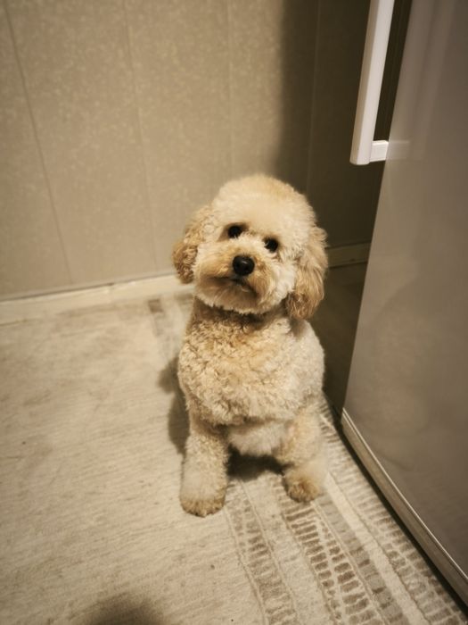 Вязка пуделя 1год 5 месяцев