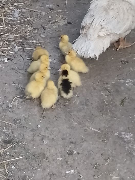 Rațe leșești, femele, masculi sau closte cu boboci, crescute î
