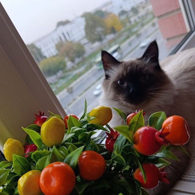 Есть кот для вязки.здоровый привитый.Сиамский.2 года