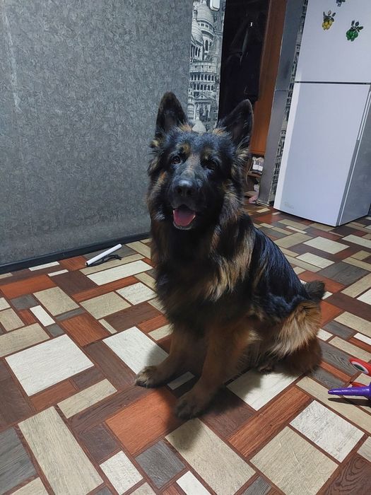 Вязка кобель немецкой овчарки