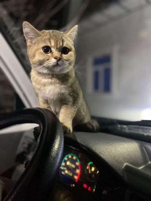 Золотистый шиншилла, 
девочка 4 месяцев,здоровый