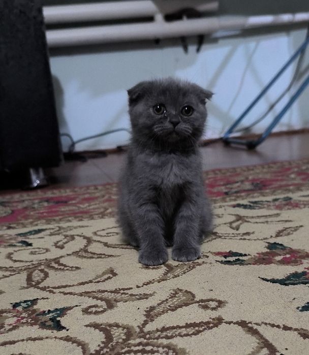 Котята чистой породы