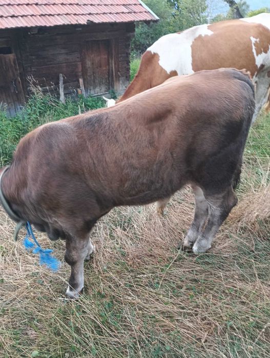 Vând viței de rasă