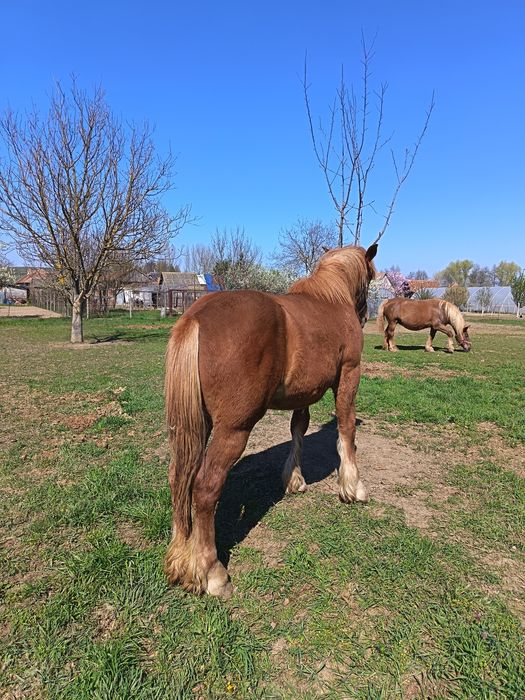 Vind minza de 11 luni