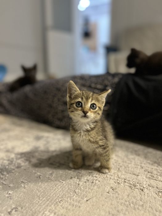 котенок девочкаа