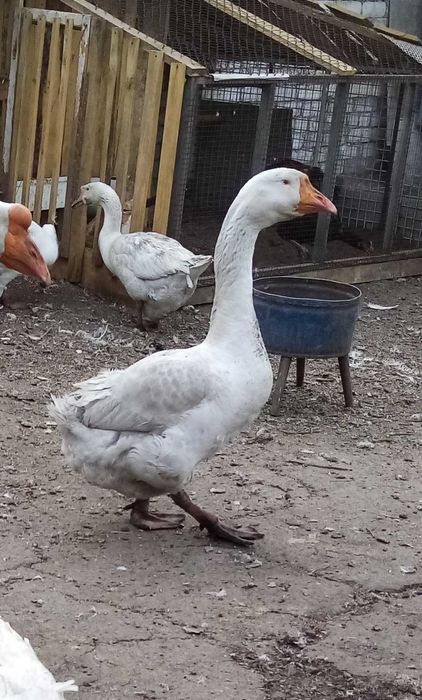 Гусак на племя продам