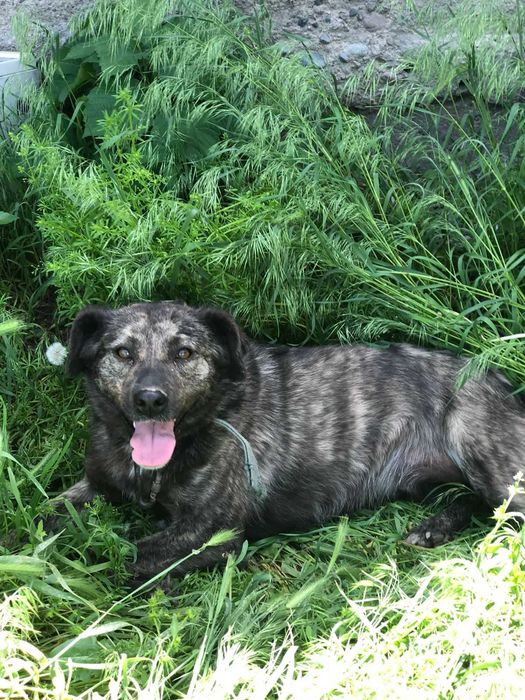 Ино — хорошая девочка, ищет семью