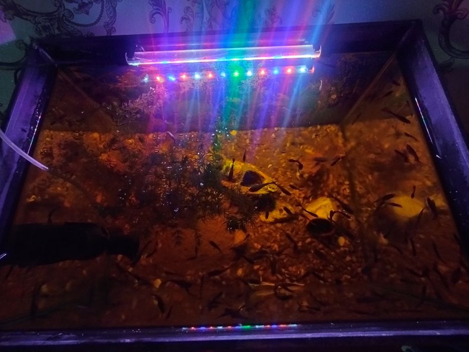 Akvarium baliklari bilan sotiladi pastafkasi xamma narsasi bilan
