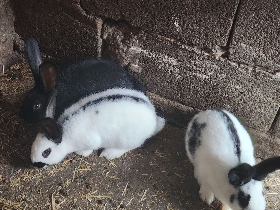 Iepurasi fluture german/2 luni 90buc. Am și la 5 luni iepuri 140 lei