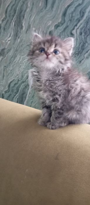 Красивая кошечка (котёнок)