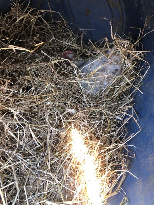 Oua de gaină și de rață de casă