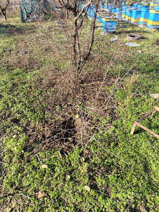 Хинап-китайска фурма -разсад