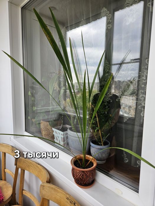 Продаю цветы в керамических горшках