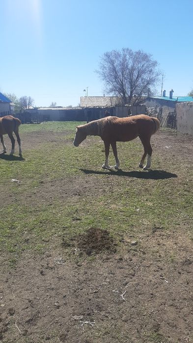Байтал, тай сатылады ,саудасы бар