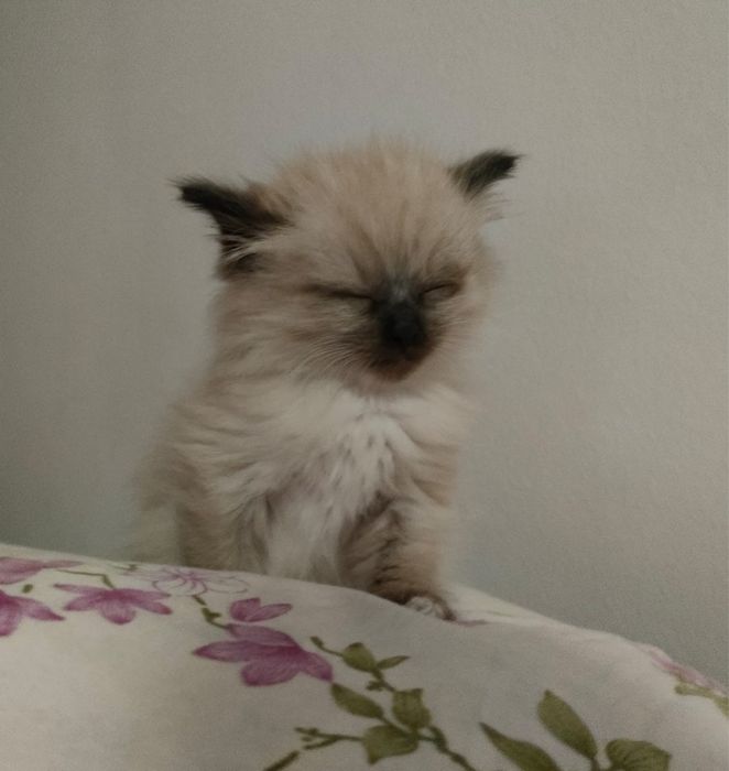 Британский длинношерстный котенок,девочка
