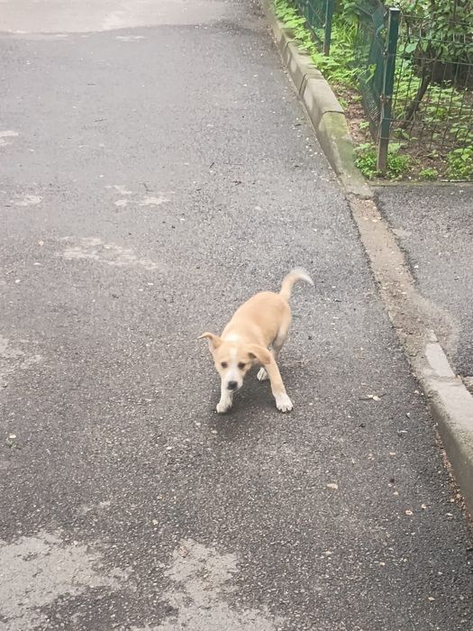 Отдадим щенка-звоночка