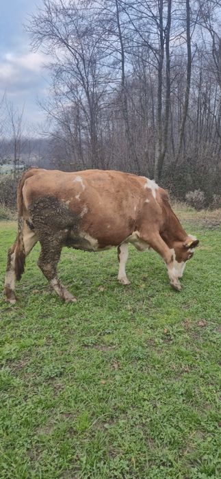 Vaca Baltată romaneasca de 7 ani, gestanta 7.5 luni.