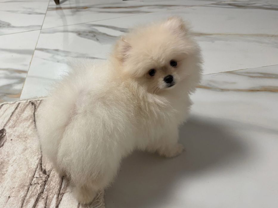 Pui pomeranian alb  din parinti campioni