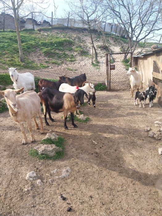 Млади млечни кози