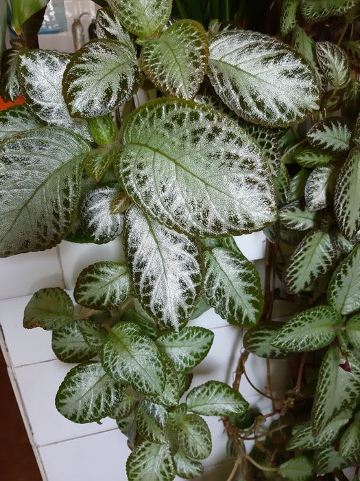 Клеродендрон и Еписция