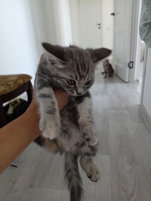 Котята весло ухи хороший руки