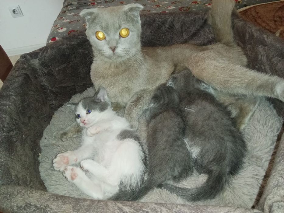 Веслоухая 3 котят
