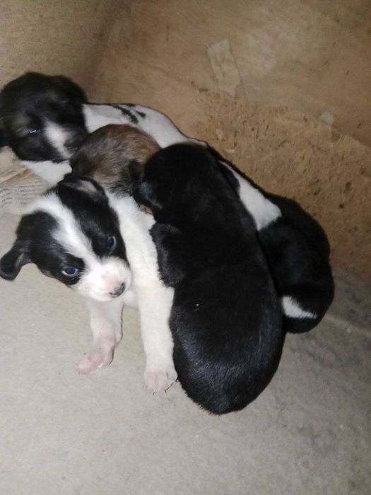 продаются щенки ДЖЕК РАСЕЛ С ПОЛУАВЧАРКОЙ  по 200 тыс сум