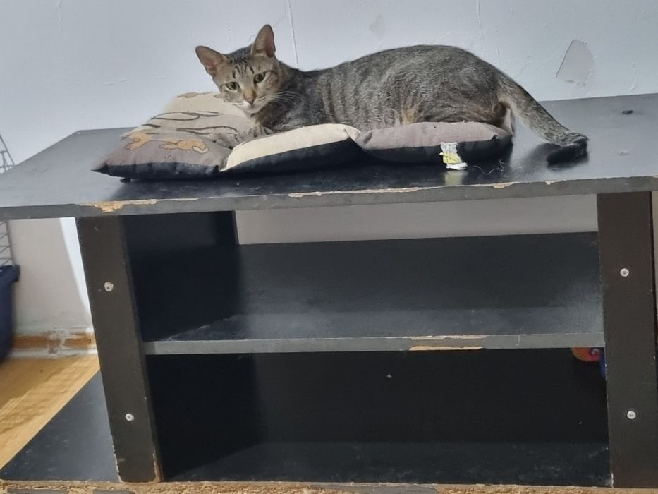 Pisica de adoptat, pisica superba pentru adoptie, afoptie pisicuta