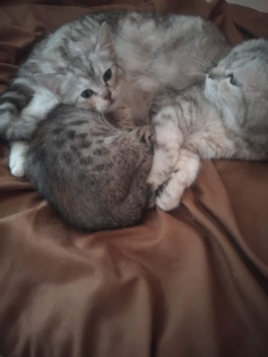 Отдам кошечку в добрые руки