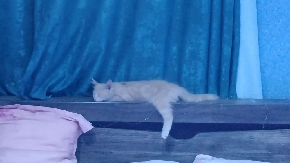 Отдам котика в добрые руки