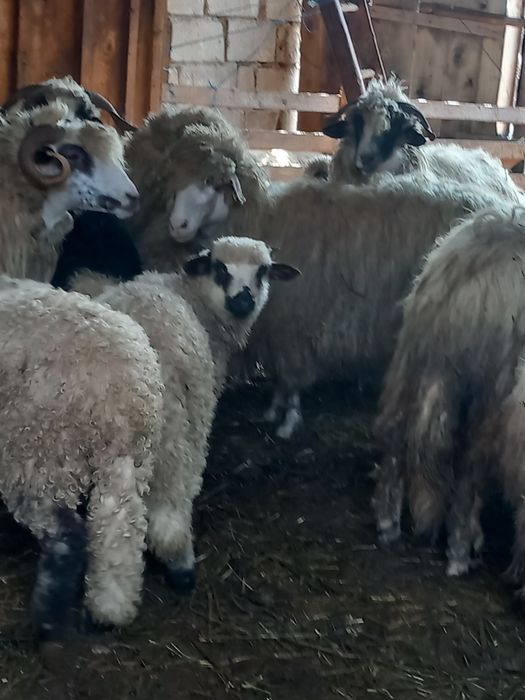 Disponibili detalii la telefon