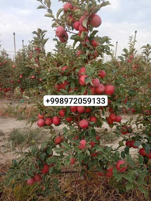 Мевалик кучатлар